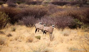 Hollightly-Gross-Okandjou-Namibia-16