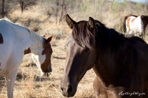 Hollightly-Gross-Okandjou-Namibia-9