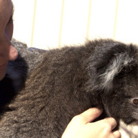 Koala Hospital Australien
