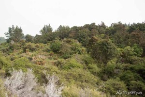 Hells Gate Neuseeland Wald