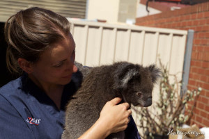 Koala Hospital