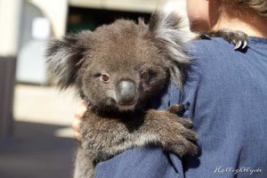 Koala Hospital