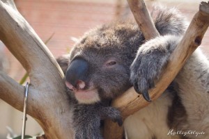 Koala Hospital