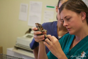 Koala Hospital