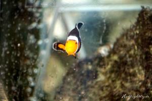 Nemo sais Hello