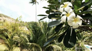 Blüten im Tongsai Bay
