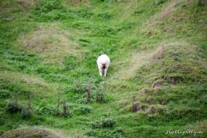 Schaf von hinten