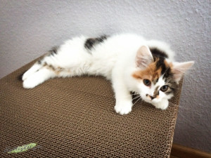 Katzen Kratzbaum