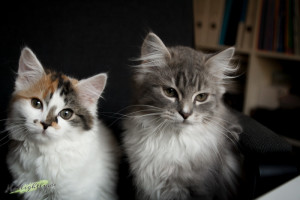 Katzen Kratzbaum