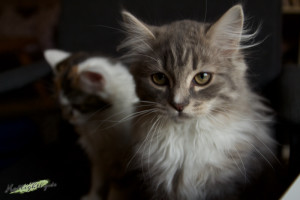 Katzen Kratzbaum